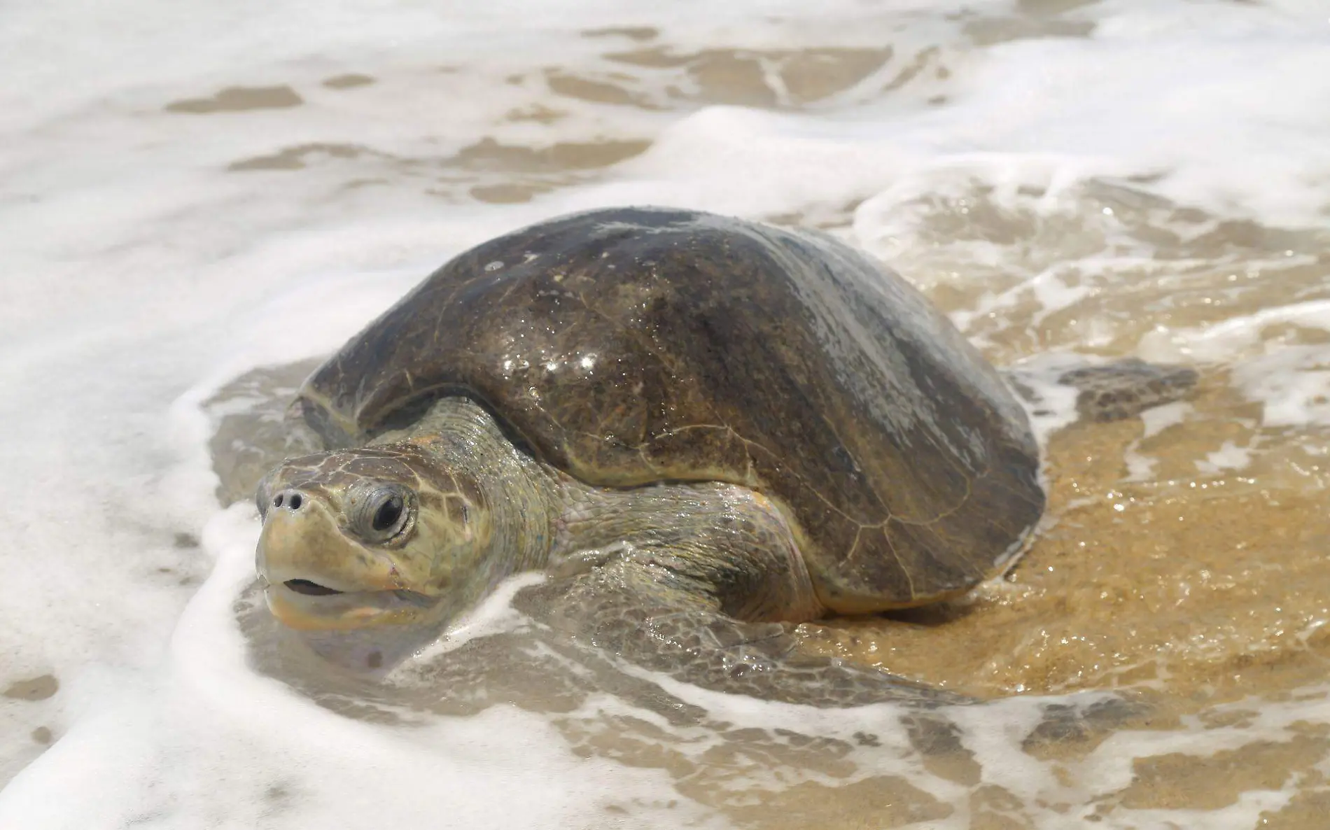 Una tortuga lora fue encontrada muerta a la orilla del mar en playa Miramar Juan Cuartoscuro Imagen de aspecto